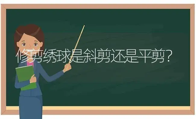 修剪绣球是斜剪还是平剪？ | 绿植常识