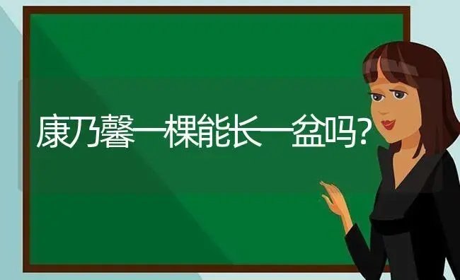 康乃馨一棵能长一盆吗？ | 绿植常识