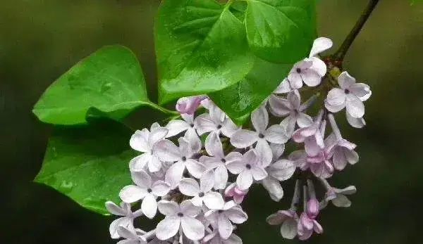 丁香花的花语是什么 纯洁的初恋