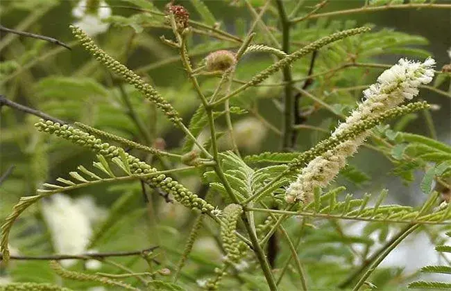 儿茶的种植技术