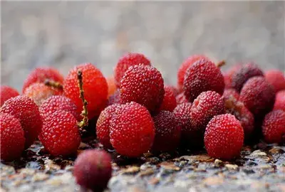 杨梅几月能种?栽培后几年结果?怎么种产量最好?