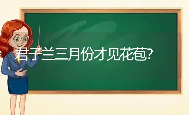 君子兰三月份才见花苞？ | 绿植常识