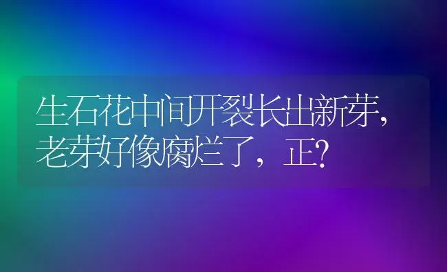 生石花中间开裂长出新芽,老芽好像腐烂了,正？ | 多肉养殖