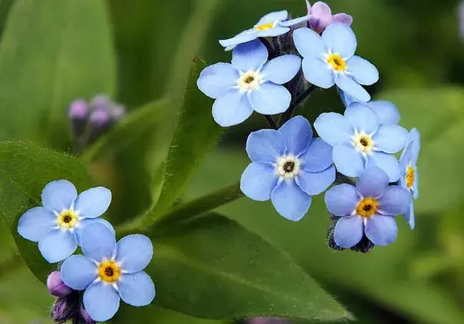 勿忘我花语是什么，勿忘我的功效是什么