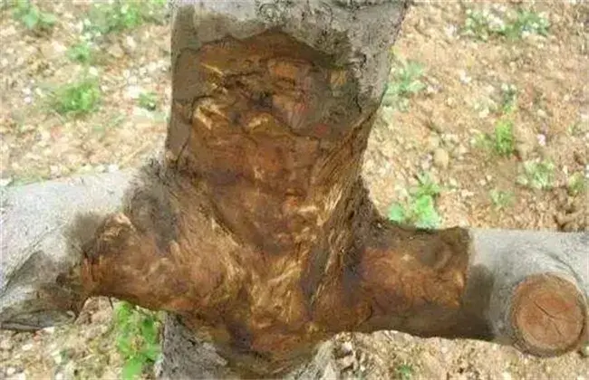 果树腐烂病出现 因素