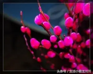 这些花的花语代表有哪些？