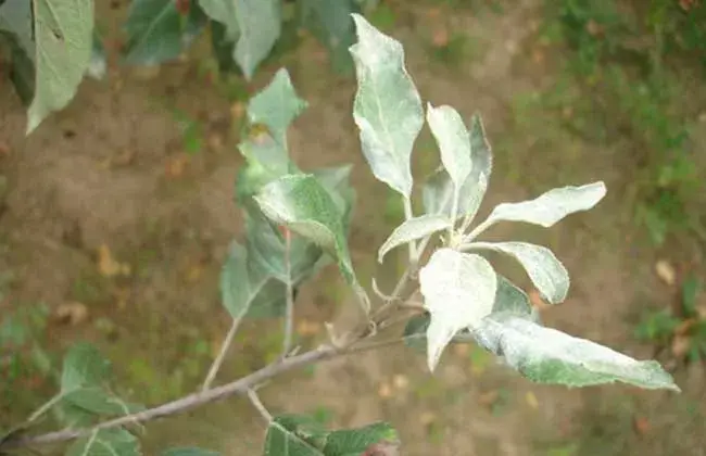 苹果白粉病的防治和治疗措施