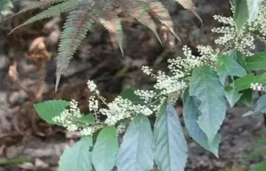 地胆草种子选种育苗技巧