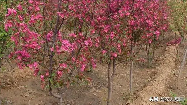 求海棠果树的种植要领，如何防治腐烂病？