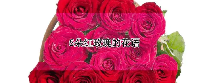 5朵红玫瑰的花语