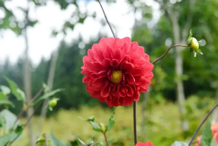 大丽花的花语是背叛吗