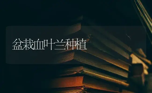 盆栽血叶兰种植 | 特种种植