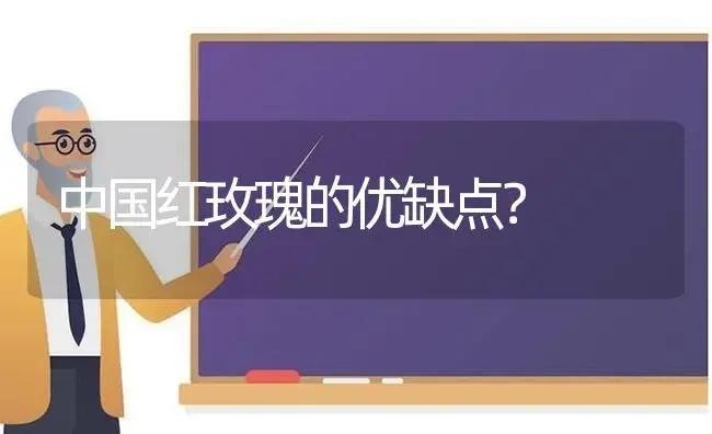 中国红玫瑰的优缺点？ | 绿植常识