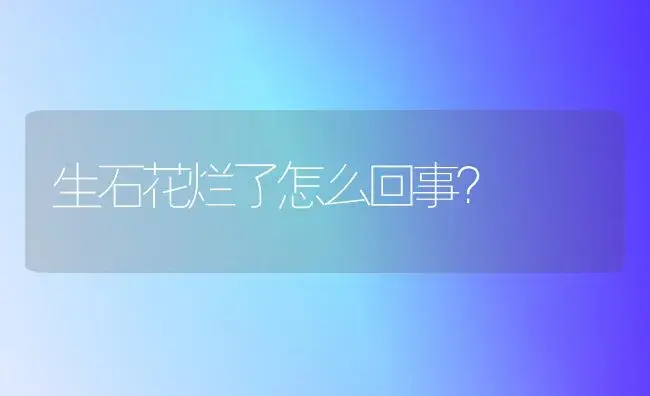 生石花烂了怎么回事？ | 多肉养殖