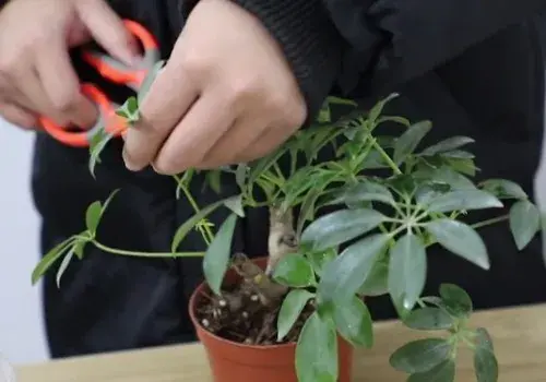 盆栽造型 | 鸭掌木如何修剪造型