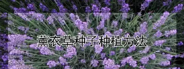 薰衣草种子种植方法