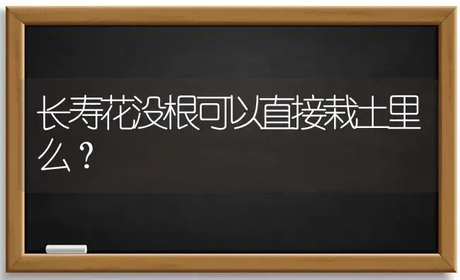 长寿花没根可以直接栽土里么？ | 多肉养殖