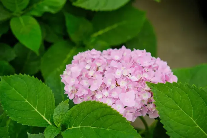 无尽夏的花语和寓意，怎么养护