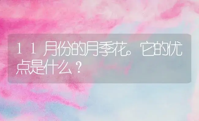 11月份的月季花。它的优点是什么？ | 绿植常识