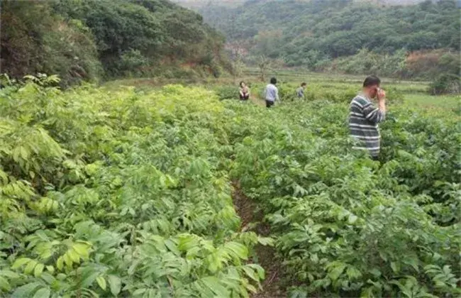 龙眼的栽培条件