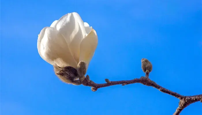 玉兰花语是什么 玉兰花花语是什么