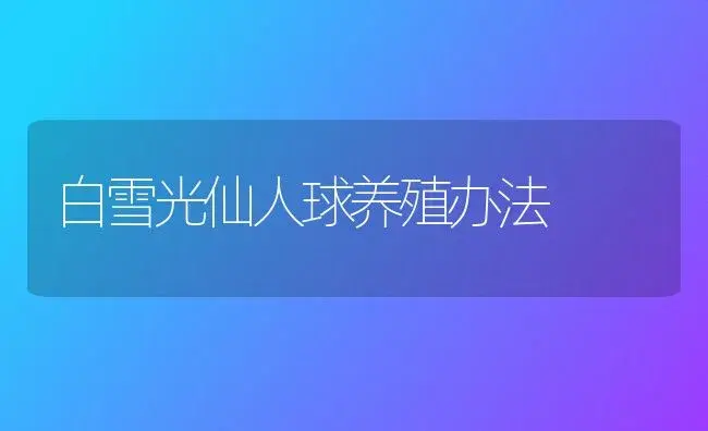 白雪光仙人球养殖办法 | 家庭养花