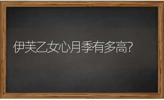 伊芙乙女心月季有多高？ | 多肉养殖