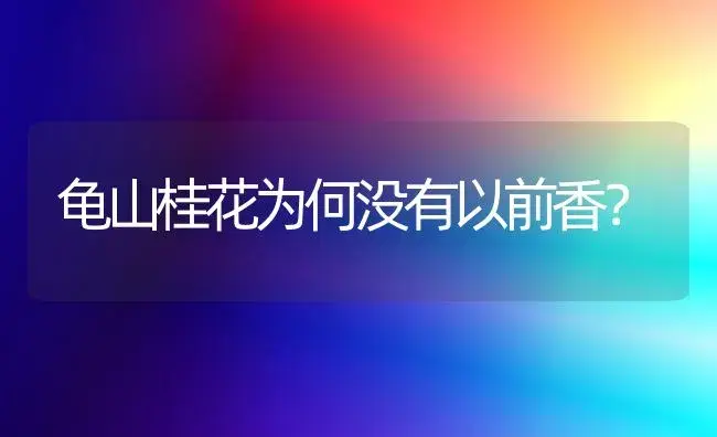 龟山桂花为何没有以前香？ | 家庭养花