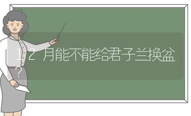 12月能不能给君子兰换盆？ | 绿植常识