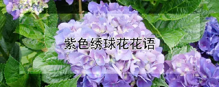 紫色绣球花花语