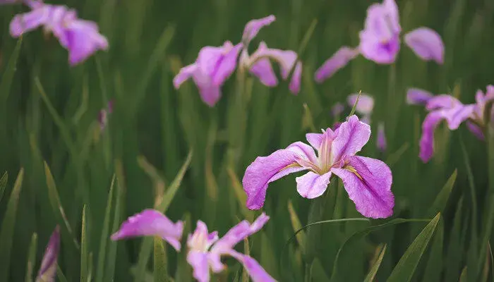 蓝色鸢尾花的花语 蓝色鸢尾花的花语是什么