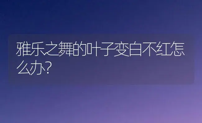 雅乐之舞的叶子变白不红怎么办？ | 多肉养殖