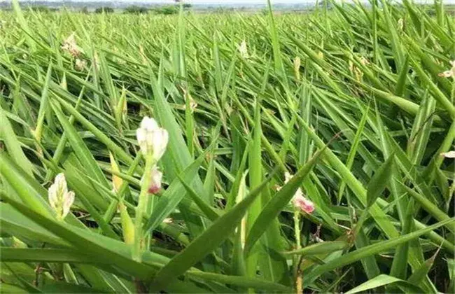 高良姜的种植技术