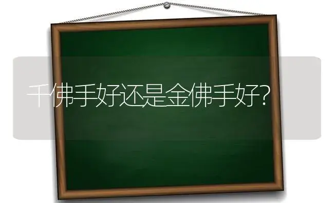 千佛手好还是金佛手好？ | 多肉养殖