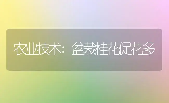 农业技术:盆栽桂花促花多 | 家庭养花