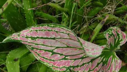 花花叶叶，花叶芋的花语是什么？