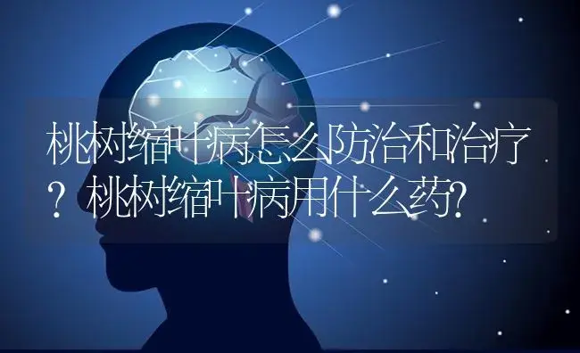 桃树缩叶病怎么防治和治疗？桃树缩叶病用什么药？ | 果木种植