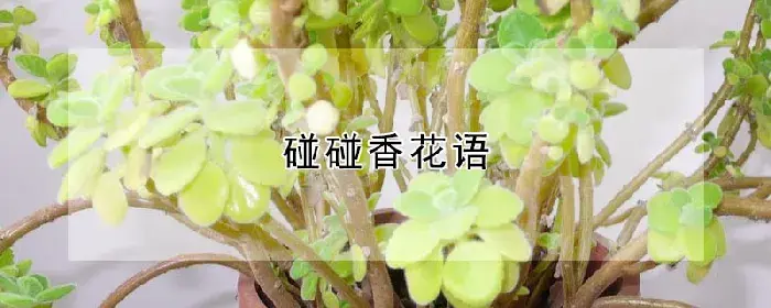 碰碰香花语