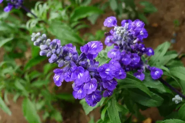 鼠尾草花语