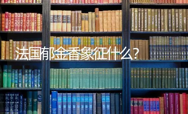 法国郁金香象征什么？ | 绿植常识