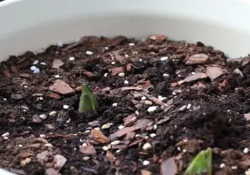 花卉果蔬盆景 | 百合种球种下多久发芽