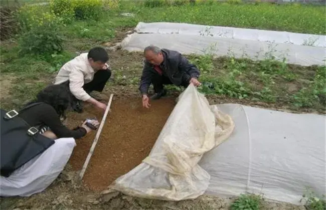 棉花播后遇雨该怎么办