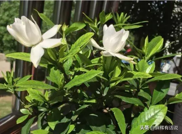 栀子花盆栽怎么养？栀子花的养殖方法？