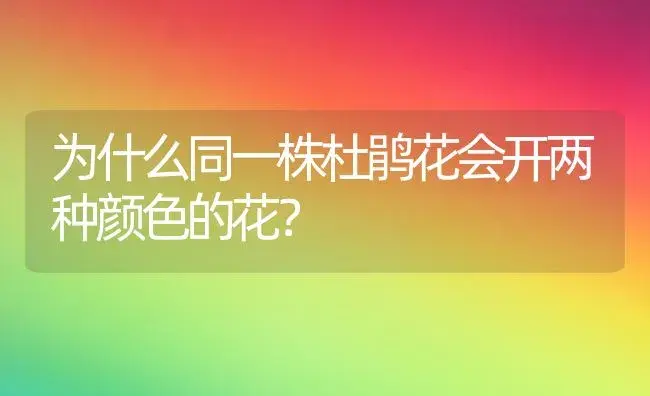 为什么同一株杜鹃花会开两种颜色的花？ | 绿植常识