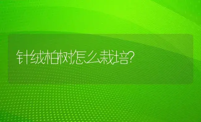 针绒柏树怎么栽培？ | 多肉养殖