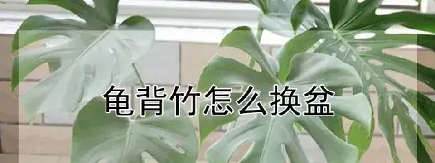 龟背竹怎么换盆