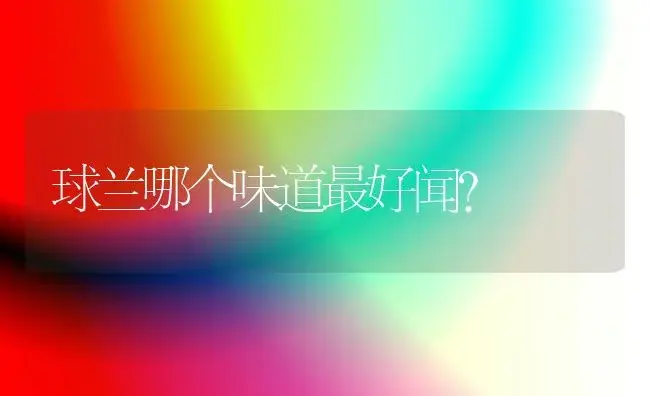 球兰哪个味道最好闻？ | 绿植常识