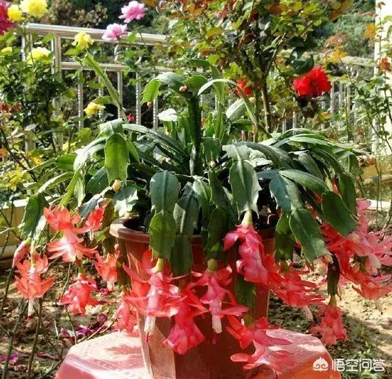 蟹爪兰是喜阴植物,还是喜阳植物？