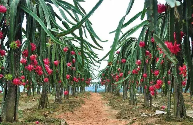 火龙果冬天管理要点