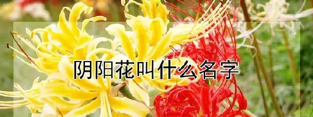 阴阳花叫什么名字